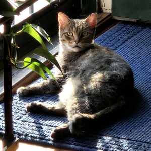 Fundraising Page: Phyllis Morris